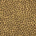 Cheetah Safari（チーターサファリ）